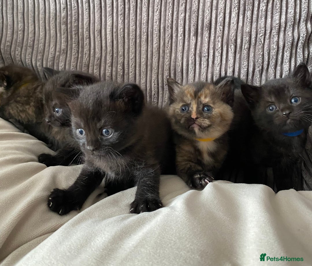 Mixed Breed cats for sale: British short hair cross - Image 4