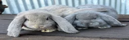 French Lop rabbits for sale: Stunning xl French lops  - Advert 22