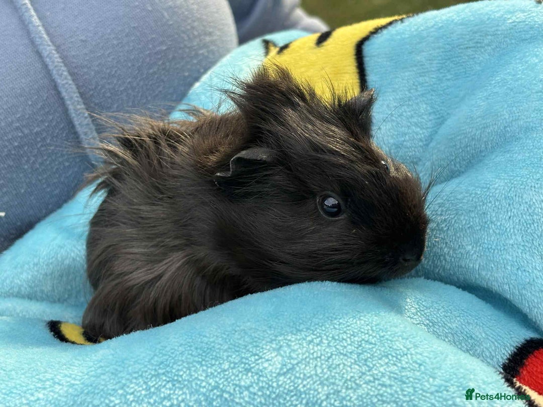 Guinea Pig rodents for sale: Last 4 male guinea pigs only £10 this week only - Image 2