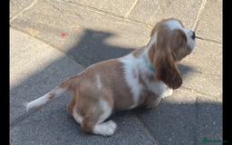 Cavalier King Charles Spaniel dogs for sale: Cavalier King Charles Spaniel  - Image 12