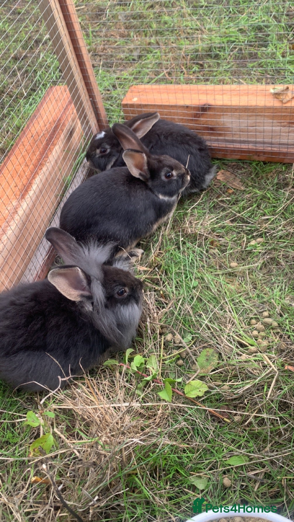 Mixed Breed rabbits  Mini lion lops  - Advert 23