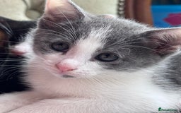 Mixed Breed cats for sale: Ready now! Oriental x British shorthair kittens - Image 27
