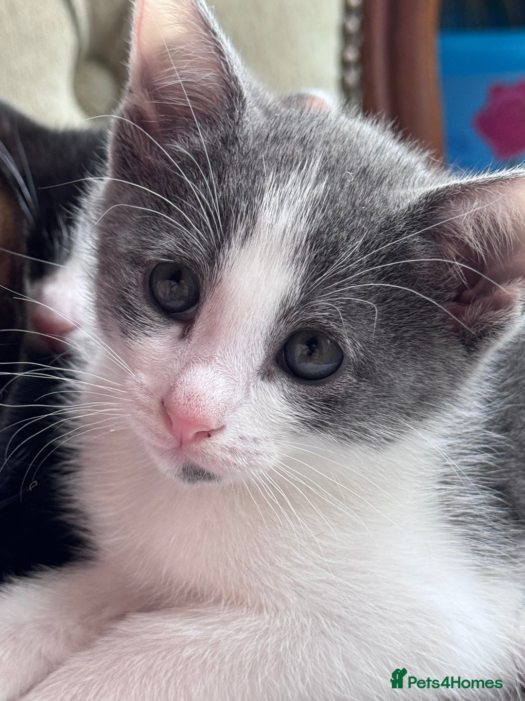 Mixed Breed cats for sale: Ready now! Oriental x British shorthair kittens - Image 27