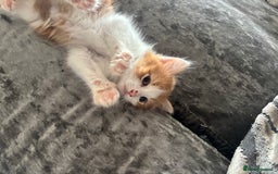 Mixed Breed cats for sale: Fluffy Ginger & White Kittens  - Image 3