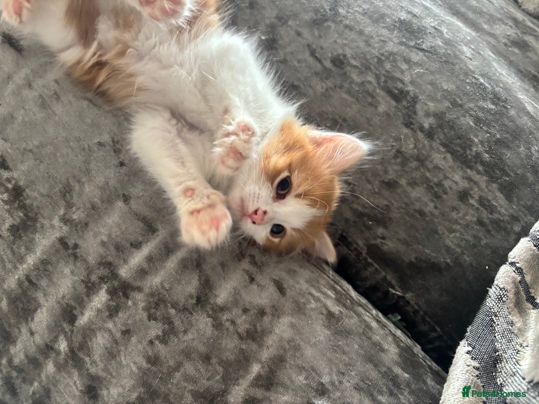 Mixed Breed cats for sale: Fluffy Ginger & White Kittens  - Image 3