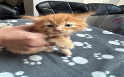 Mixed Breed cats for sale: Kittens available - females and males - Image 7