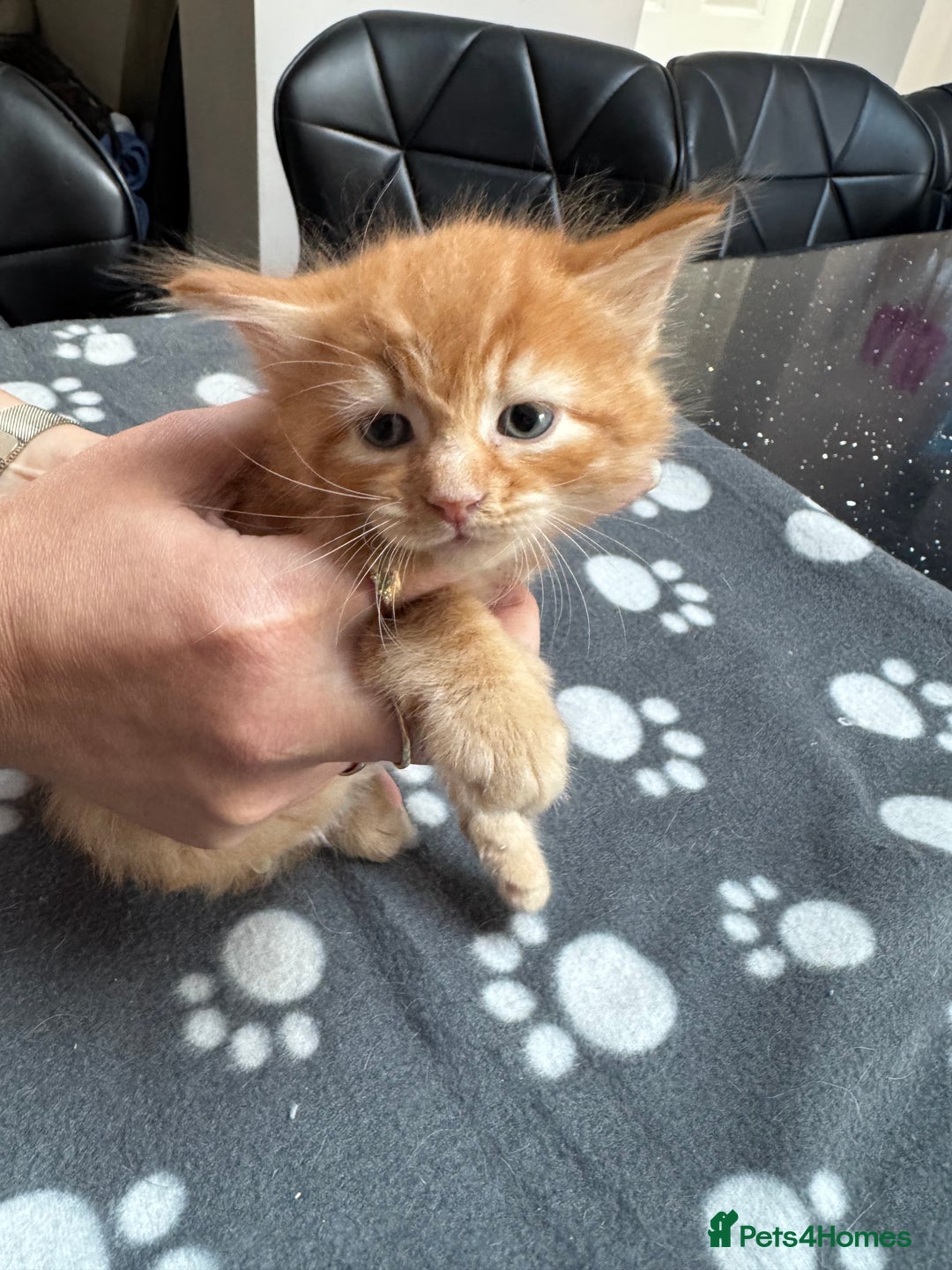 Mixed Breed cats for sale: Kittens available - females and males - Image 7