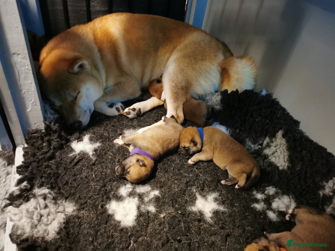 Japanese Shiba Inu dogs for sale: 1 KC Shiba inu girl left.  - Image 9