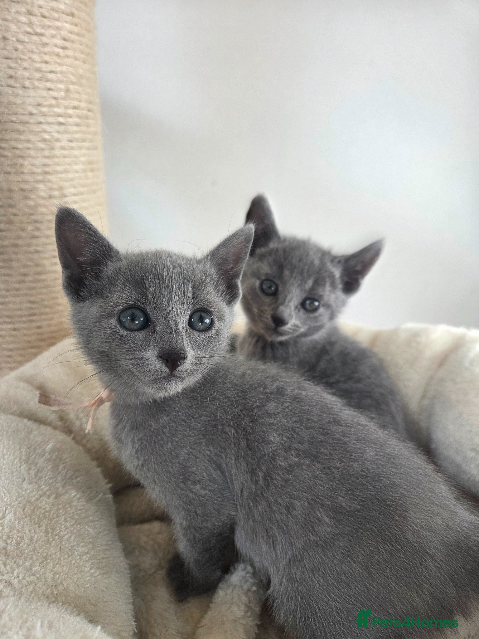 Russian Blue cats 💙  Russian Blue Kittens – Champion Line, TICA - Advert 3