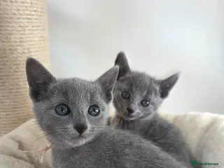 Russian Blue cats 💙 Russian Blue Kittens – Champion Line, TICA - Advert 1