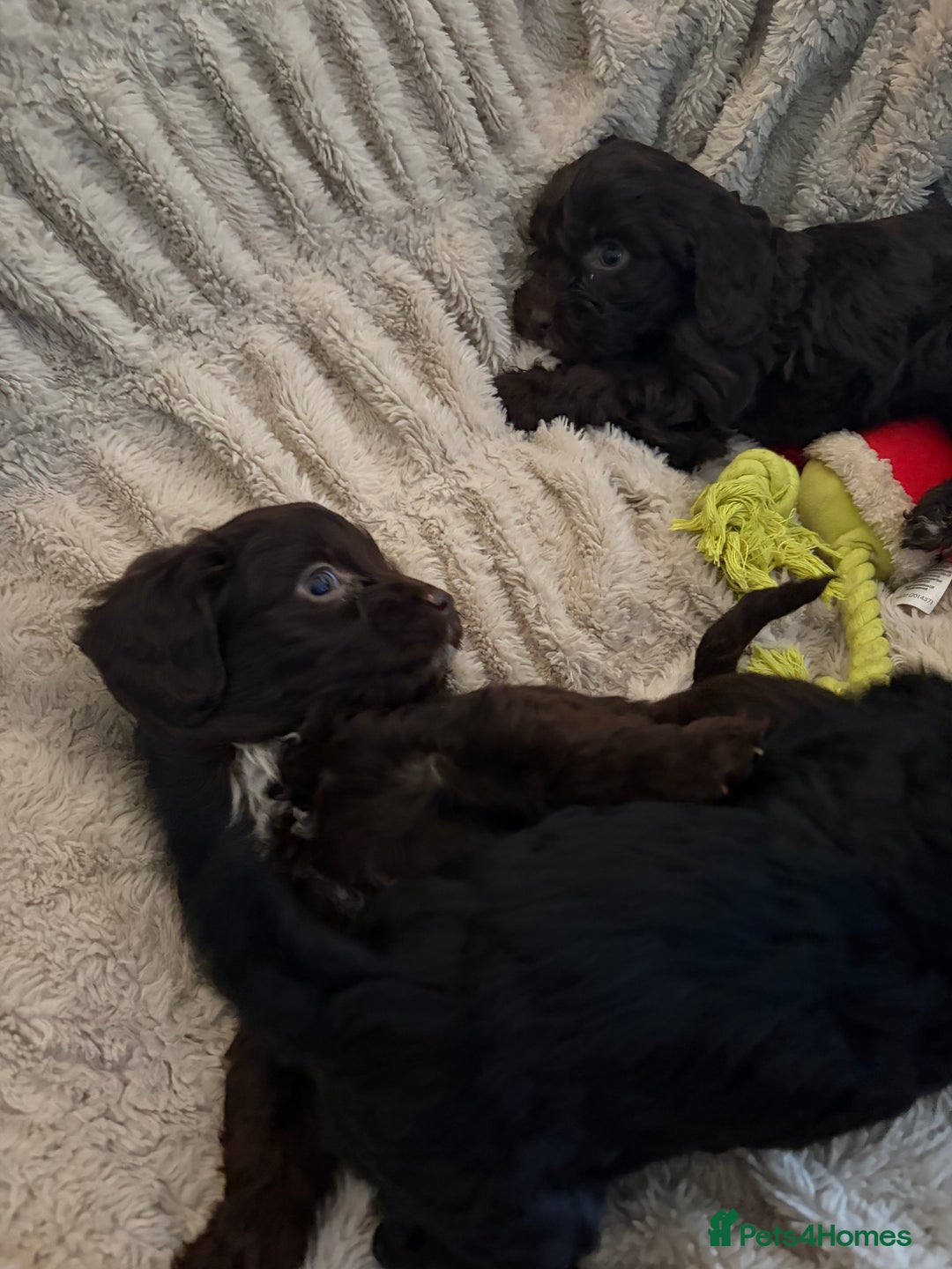 Cockapoo dogs for sale: Beautiful litter of Cockapoo puppies F1 - Advert 28