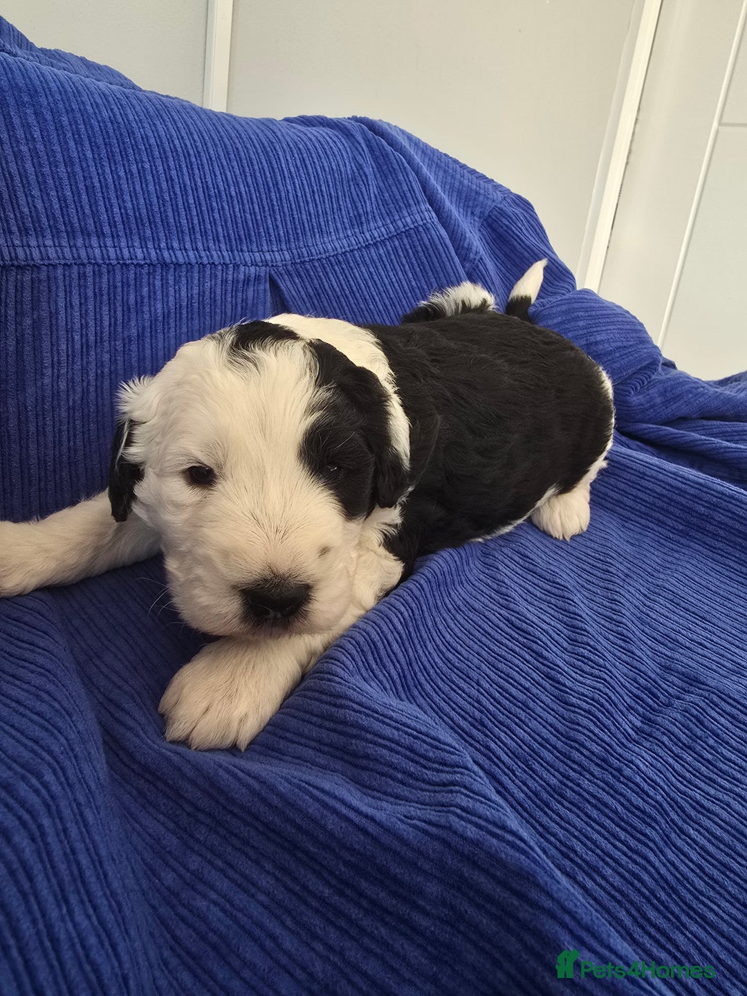 Sheepadoodle dogs for sale: Sheepadoodle puppies 1 boy left - Image 4