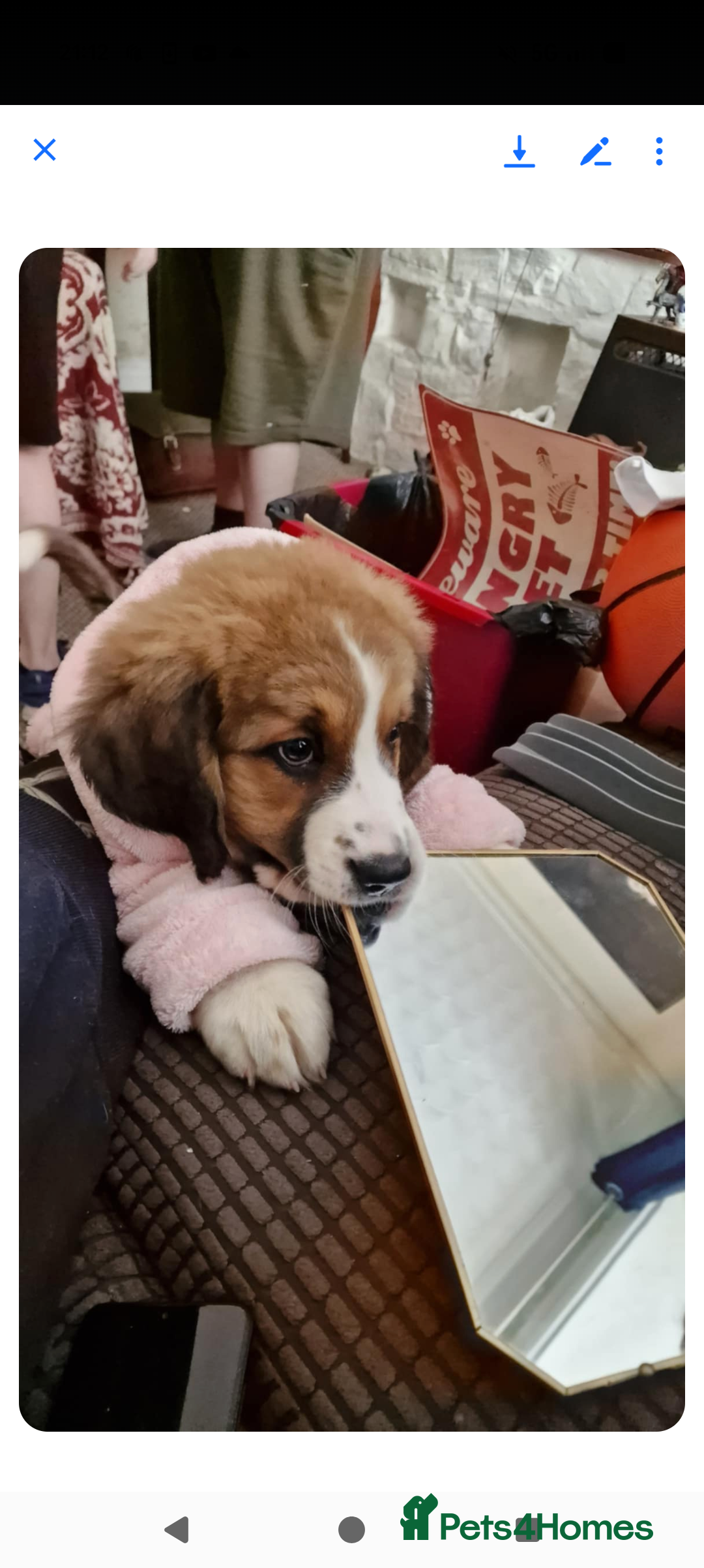 Mixed Breed dogs for sale: St Bernese X swiss Shepard pups - Image 13