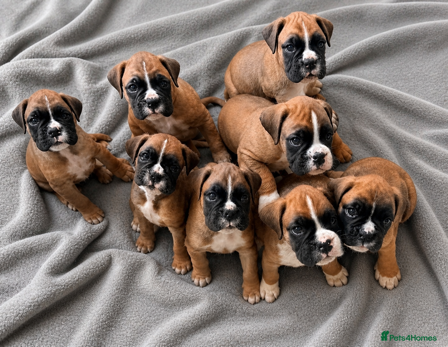 Boxer dogs BOXER pups - Advert 12