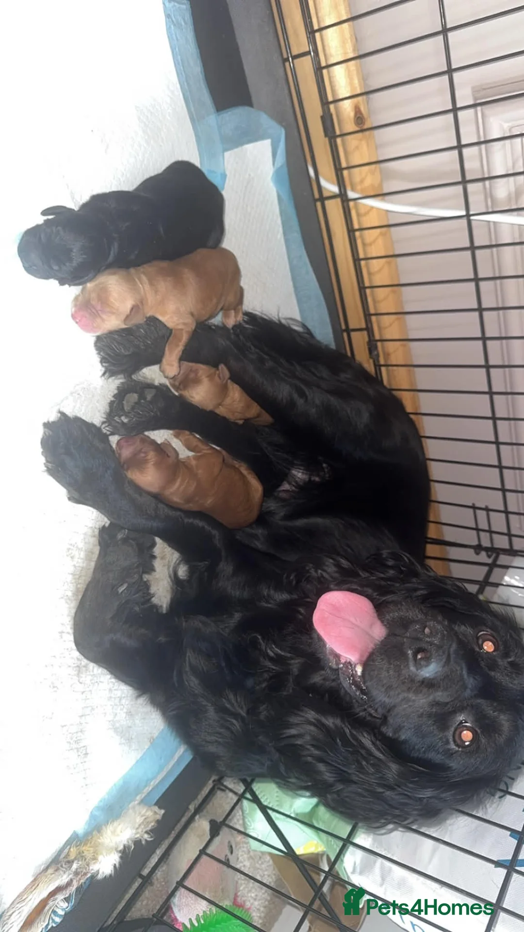Cockapoo dogs for sale: Cockapoo f1b  in Lincoln - Advert 2