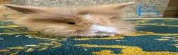 Lionhead rabbits for sale: Lionhead Rabbits For Sale  - Advert 7