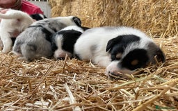 Border Collie dogs for sale: Beautiful cheeky border collies for sale - Image 21