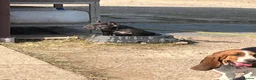 French Bulldog dogs for sale: Fluffy Frenchie  - Advert 6