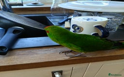Parrots birds for sale: Jessie - Image 9