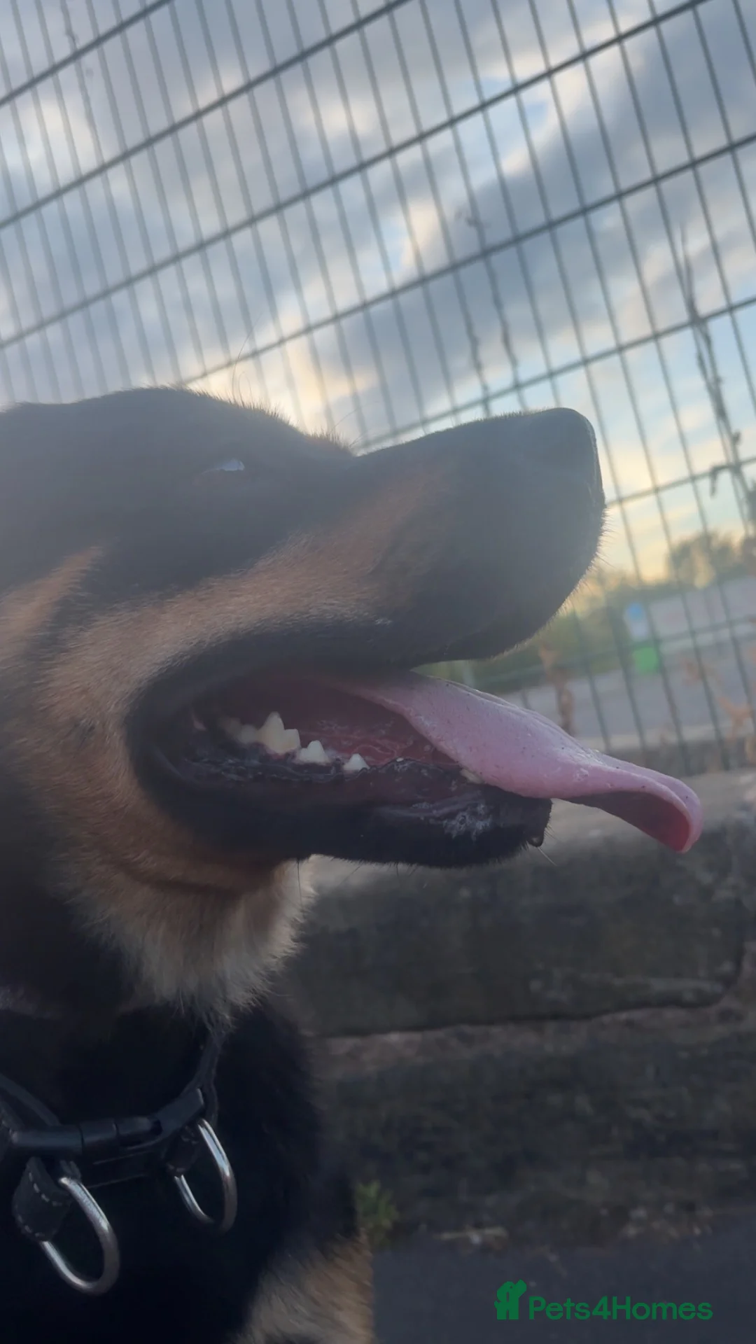 Rottweiler dogs for sale: Loving 4yr Rottweiler girl needs new home - Advert 2