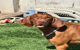 Hungarian Vizsla dogs for sale: Amazing KC reg Hungarian vizsla puppies - Image 32