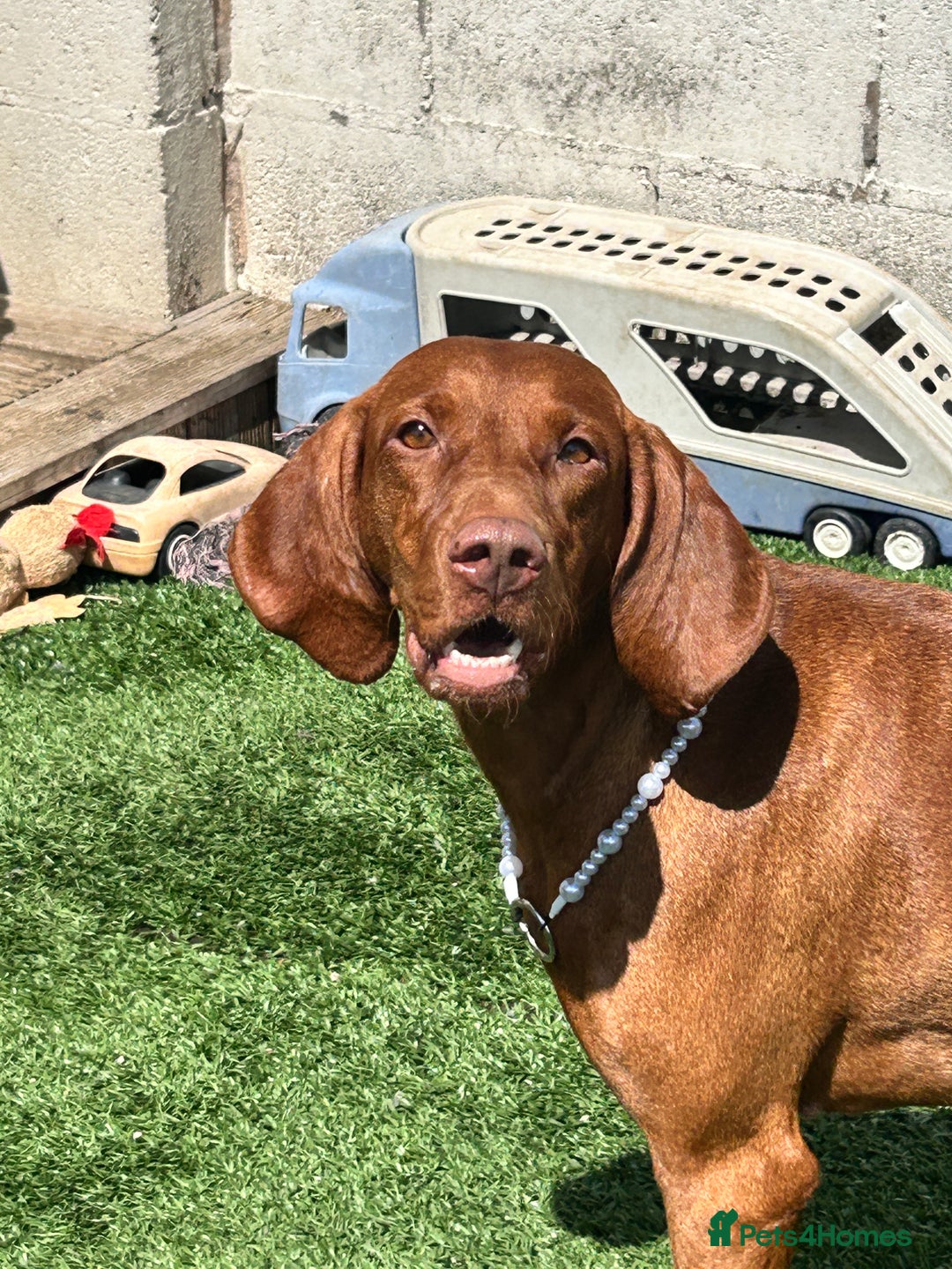 Hungarian Vizsla dogs for sale: Amazing KC reg Hungarian vizsla puppies - Image 32