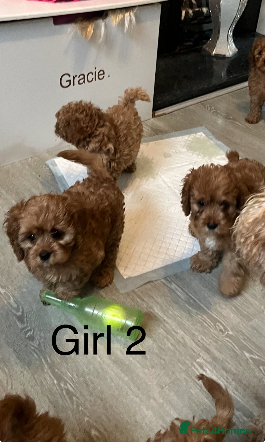 Cavapoo dogs for sale: Cavapoo pups ready to leave, forever homes only - Image 4