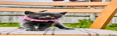 Mixed Breed Kitten 4
