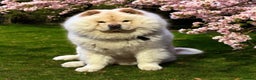 Chow Chow dogs for stud: 2 Gorgeous males for stud  - Advert 8