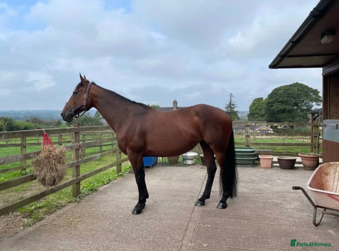 Cleveland Bay horses Jessica (Jessie) - Advert 3