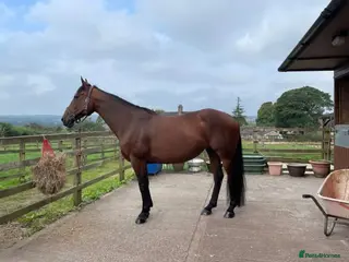 Cleveland Bay horses Jessica (Jessie) - Advert 1