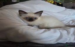 Ragdoll cats for sale: Beautiful ragdoll kittens  - Image 4