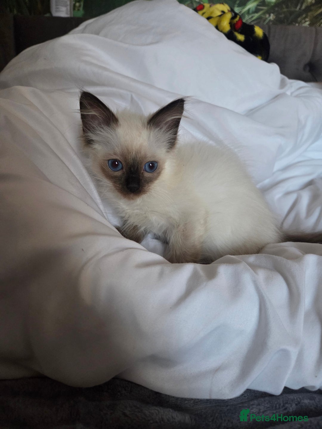 Ragdoll cats for sale: Beautiful ragdoll kittens  - Image 4