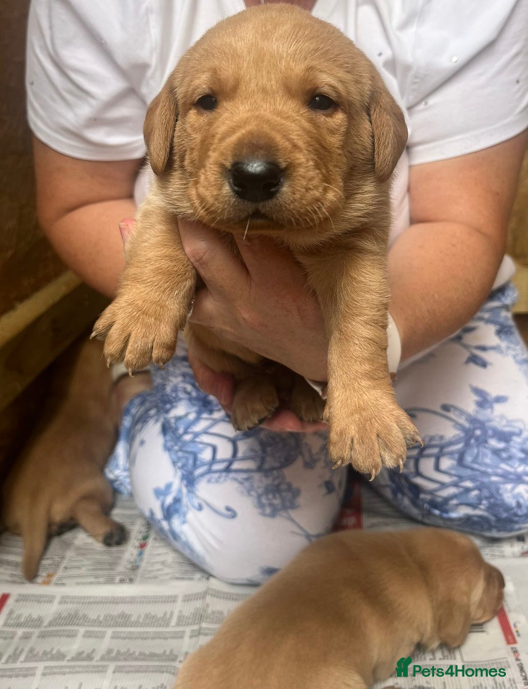 Labrador Retriever dogs for sale: 💛💛 Excellent Labrador Pups 💛💛 - Image 24