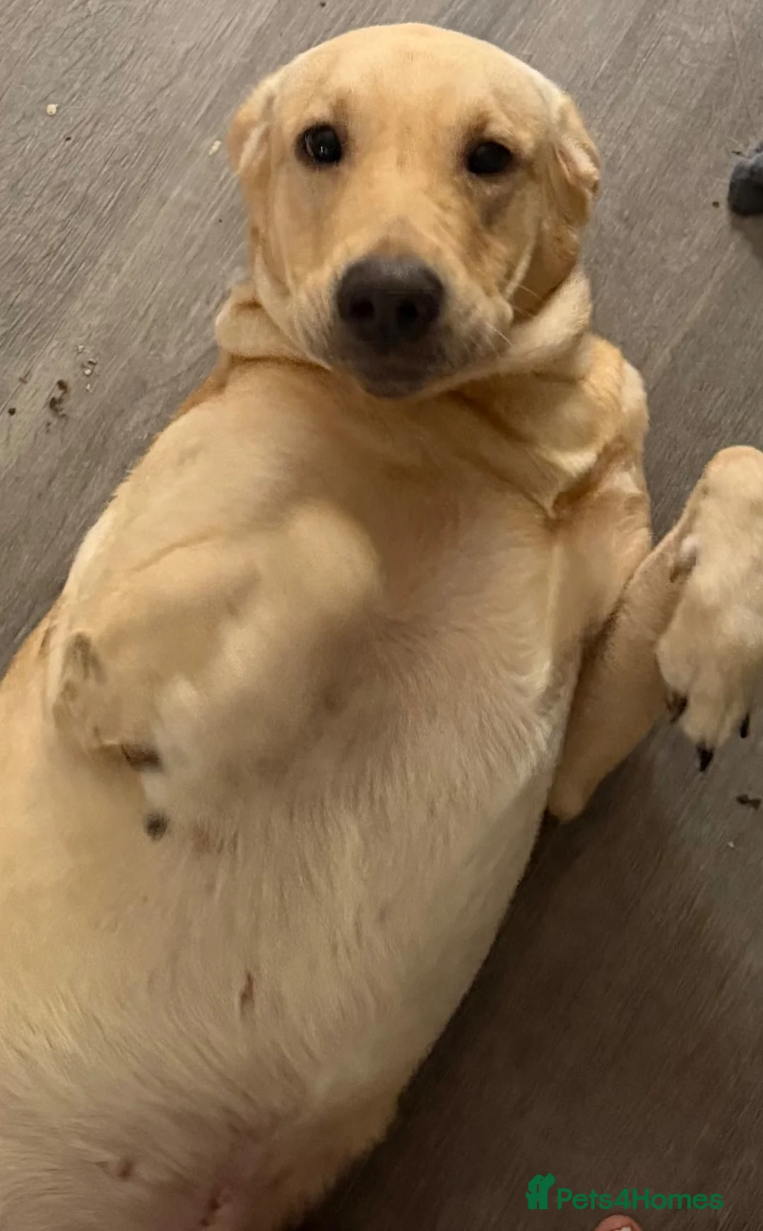 Labrador Retriever dogs for sale: 1 year old beautiful male lab - Advert 2