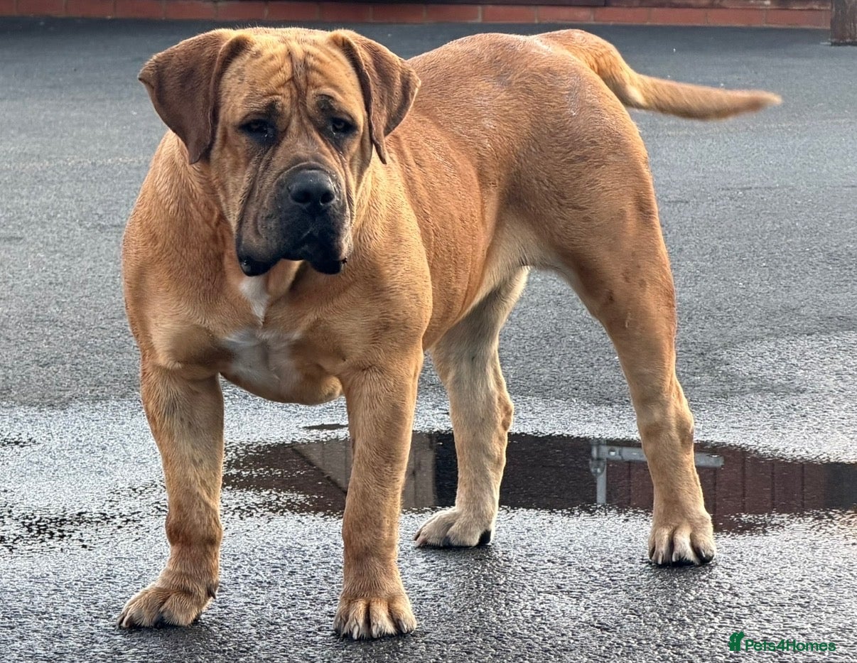 Boerboel dogs 🐾 BOERBOEL PUPPIES – UPCOMING LITTER 🐾 - Advert 2