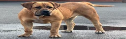 Boerboel dogs for sale: 🐾 BOERBOEL PUPPIES – UPCOMING LITTER 🐾 - Advert 2