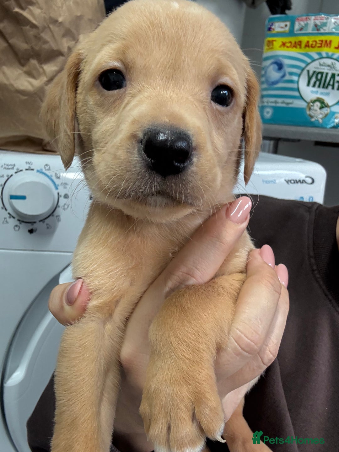Labrador Retriever dogs for sale: Most Beautiful litter of KC Reg Fox Labradors - Advert 15