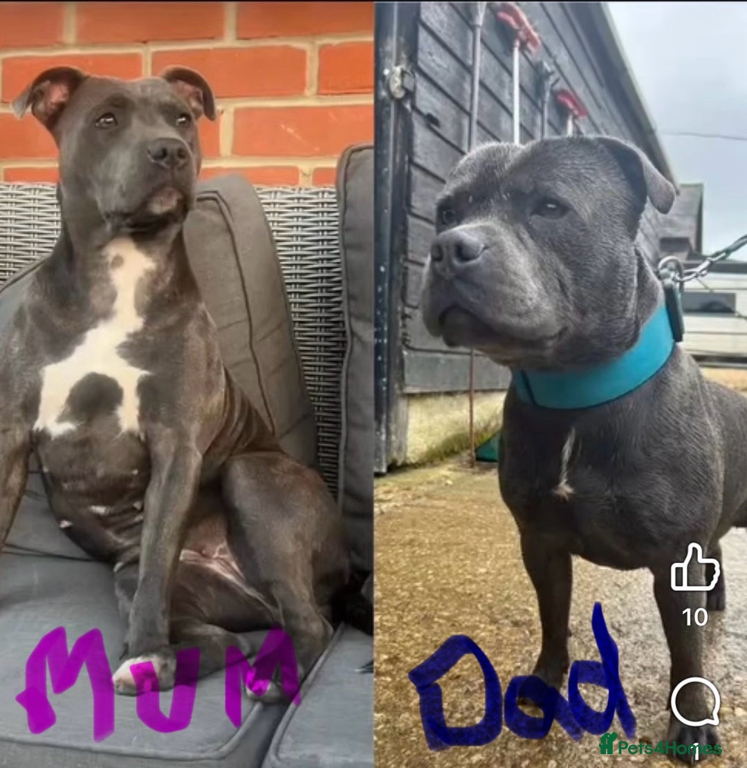Staffordshire Bull Terrier dogs for sale: 1 BITCH LEFT !Blue BULLSCAFF Blood🩸line - Image 8
