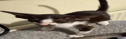 Oriental cats for sale: GCCF Oriental kittens  - Advert 17
