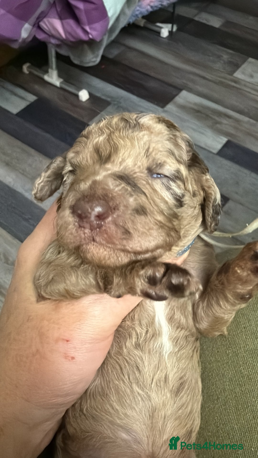 Cockapoo dogs for sale: Beautiful F2b Cockapoo Pups 1F roan available - Advert 21