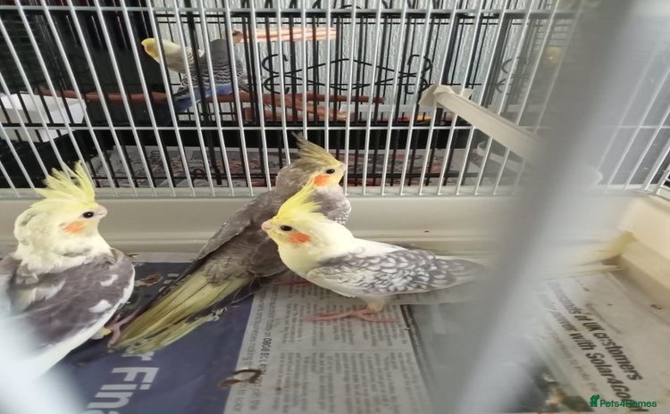 Cockatiels birds - Advert 4