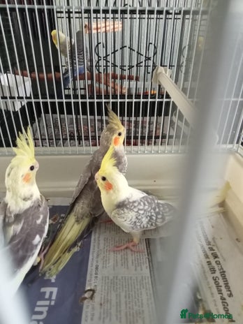 Cockatiels birds - Advert 5
