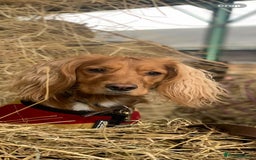 Cocker Spaniel dogs for sale: Red Cocker Spaniel puppies for sale - Image 9