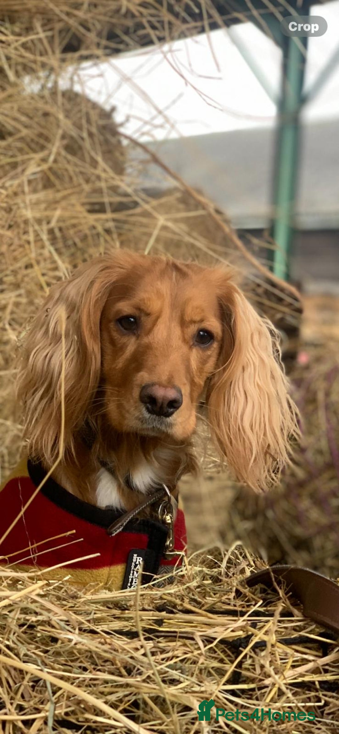 Cocker Spaniel dogs for sale: Red Cocker Spaniel puppies for sale - Image 9