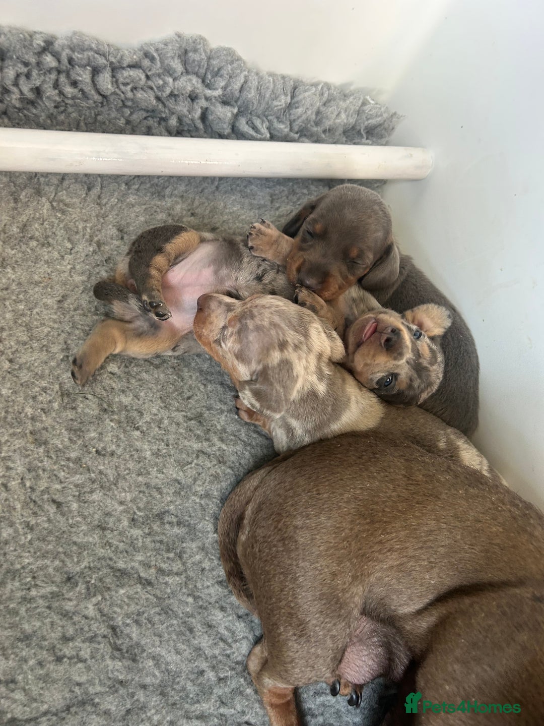 Dachshund dogs for sale: KC miniature dachshunds  in Middlesbrough - Image 9