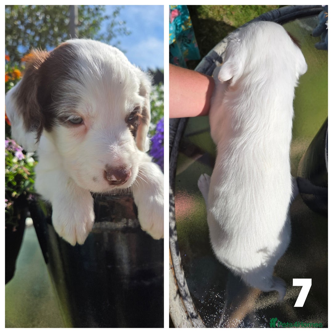 Sprollie dogs for sale: Sprollie puppies - Image 10