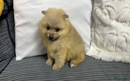Pomeranian dogs for sale: ✨ Fluffy Pomeranian Puppies – Ready in October! - Image 16