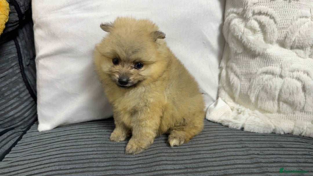 Pomeranian dogs for sale: ✨ Fluffy Pomeranian Puppies – Ready in October! - Image 16