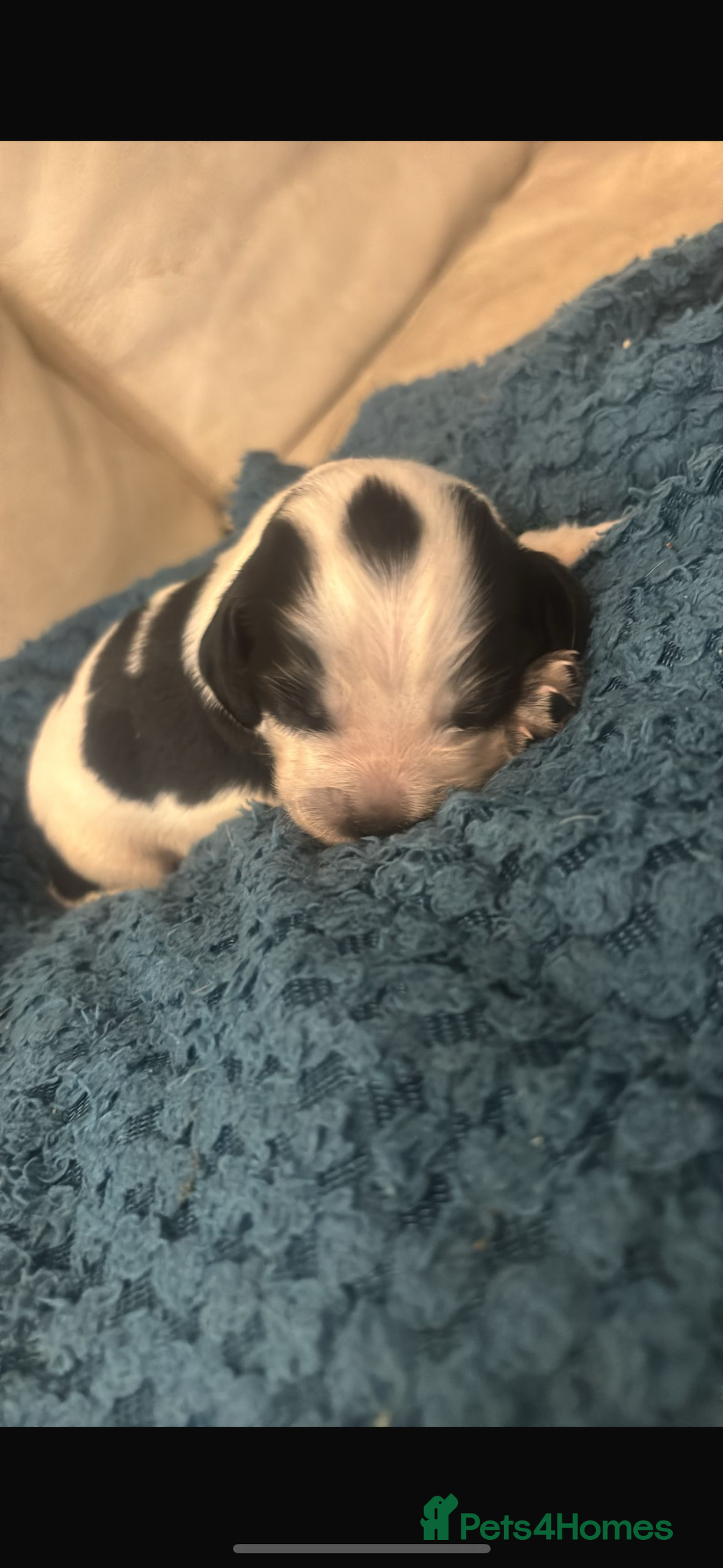 Sprocker dogs for sale: Sprocker spaniel pure bred puppies - Image 7